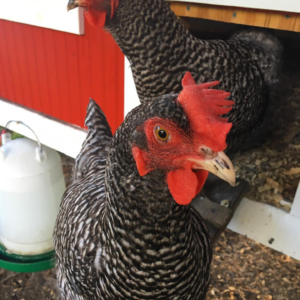 10 Tips for Raising Backyard Chickens for Beginners ...