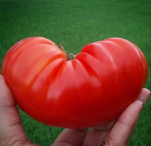 Perfect Tomato