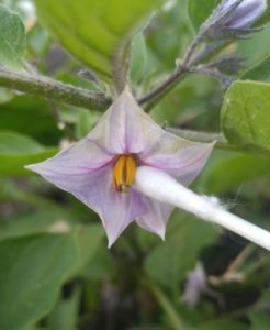 Hand Pollinate Eggplant