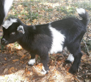 Baby Goat