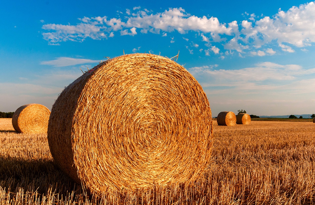 5 Things You Need to Do BEFORE You Start Homesteading | Green Bella Journey